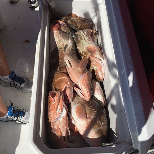 Jampacked Cooler Full of Chinook Salmon