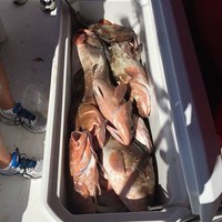 Jampacked Cooler Full of Chinook Salmon