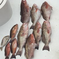 Nine Chinook Salmon and Four Lake Trout Caught in Milwaukee