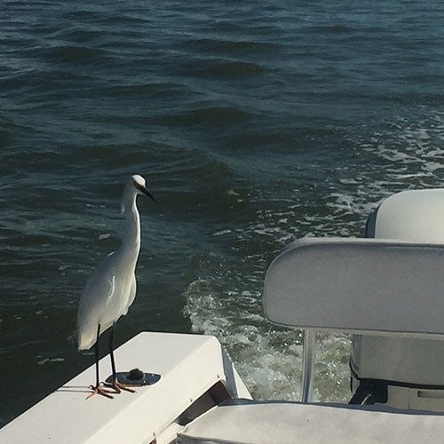 Bird Wants Food