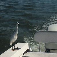 Bird Wants Food