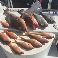 Monster Chinook Salmon and Lake Trout Caught in Milwaukee