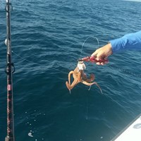 Aquatic Animals Caught on Great Lakes Fishing Charter