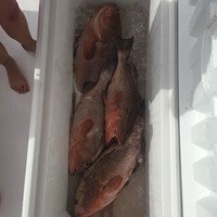 Cooler Full of One Man Bag Limit on Chinook Salmon
