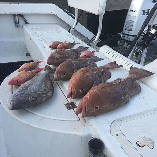 One Man Bag Limit on Gulf Coast Chinook Salmon