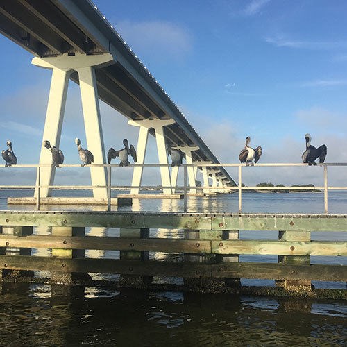 Birds Looking for Food