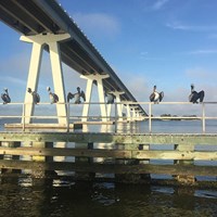 Birds Looking for Food