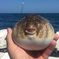 Fish Caught on Milwaukee Great Lakes Charter