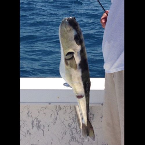 Fish in Wisconsin