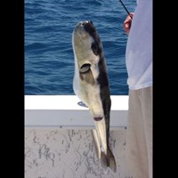 Fish in Wisconsin