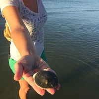 Aquatic Life Found on Fishing Charter