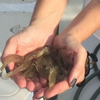 Aquatic Life
