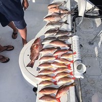 Haul of Lake Trout and Chinook Salmon Hooked on Milwaukee Great Lakes Fishing Charter