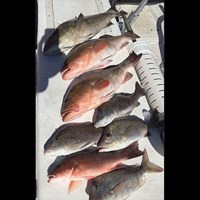 Lake Trout and Chinook Salmon Caught on Milwaukee Fishing Charter