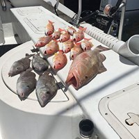15 Lake Trout and Chinook Salmon Caught on Milwaukee Charter