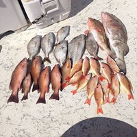 Box of Lake Trout and Big Chinook Salmon Caught on Milwaukee Fishing Charter