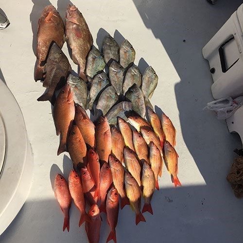 Bringing Home the Limit on Lake Trout