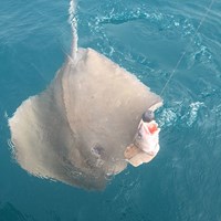 Massive Stingray Hooked on Milwaukee Charter