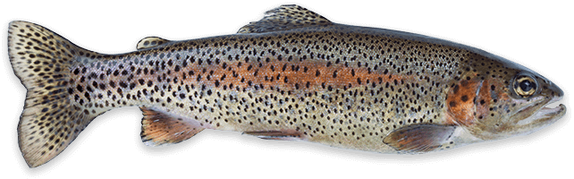 Lake Michigan Rainbow Trout Fishing in Milwaukee, WI