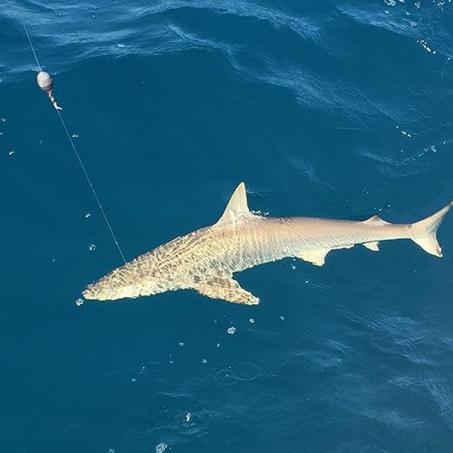 Coho Salmon Caught on Milwaukee Great Lakes Fishing Charter