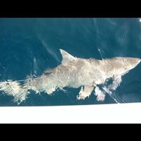Coho Salmon Fishing Off the Coast of Milwaukee