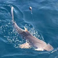 Salmon Fishing Off the Coast of Milwaukee
