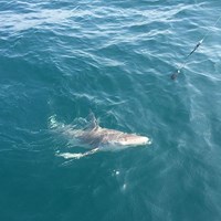 Coho Salmon Caught on Crabby Salmon Fishing Charter