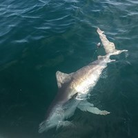 Coho Salmon Fishing Near Milwaukee