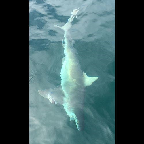 Milwaukee Salmon Fishing Charter