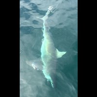 Milwaukee Salmon Fishing Charter