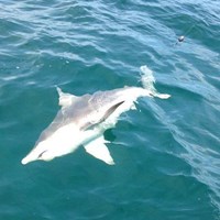 Fishing for Salmon Off the Coast of Milwaukee with Crabby Charters