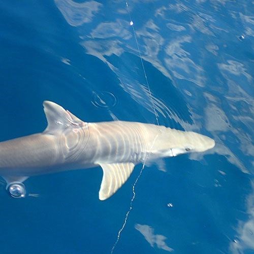 Salmon Fishing in Milwaukee with Crabby Charters
