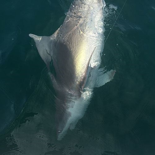 Milwaukee Salmon Fishing Charter