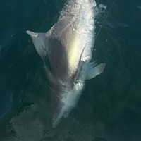 Milwaukee Salmon Fishing Charter