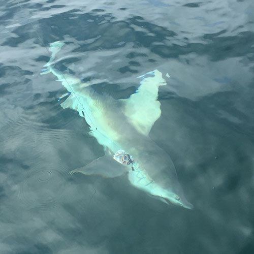 Fishing for Salmon Off the Coast of Milwaukee with Crabby Charters