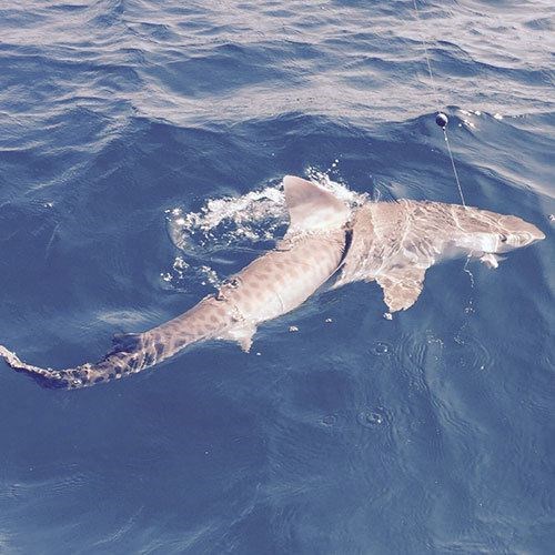 Tiger Salmon Hooked Off the Coast of Milwaukee