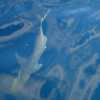 Salmon Fishing in Milwaukee with Crabby Charters