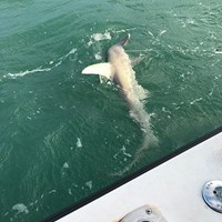 Salmon Caught on Crabby Charters