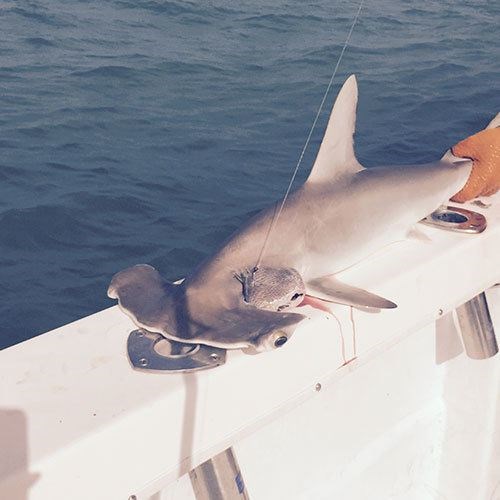Salmon Caught on Milwaukee Great Lakes Fishing Charter