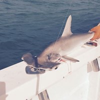 Salmon Caught on Milwaukee Great Lakes Fishing Charter