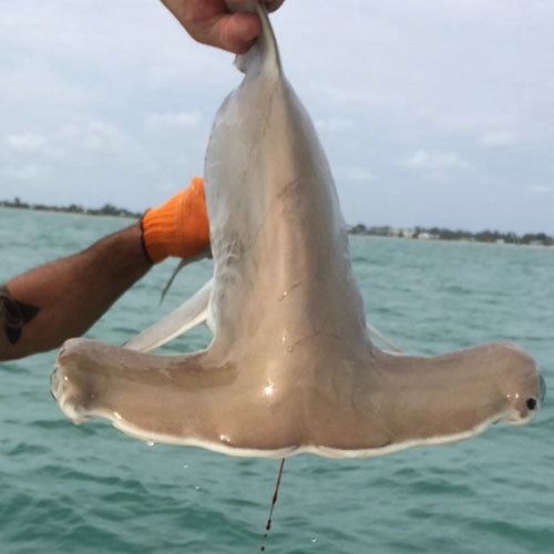 Small Fish Caught on Crabby Salmon Fishing Charter