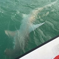 Massive Salmon Hooked on Crabby Great Lakes Charter