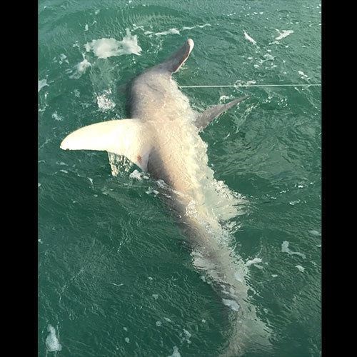 Massive Salmon Hooked on Crabby Great Lakes Charter