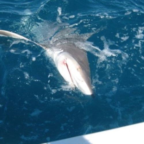 Best Salmon Fishing Off the Coast of Milwaukee