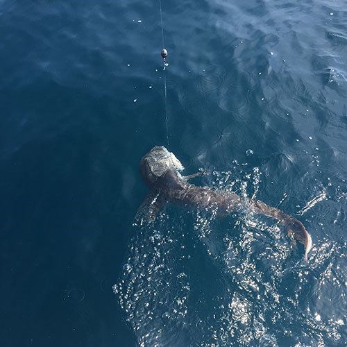 Salmon Fishing Charter Off the Coast of Milwaukee