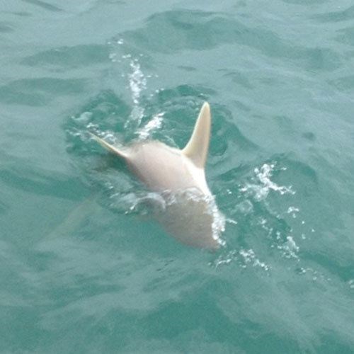 Great Lakes Salmon Fishing Charter in Milwaukee