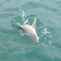 Great Lakes Salmon Fishing Charter in Milwaukee