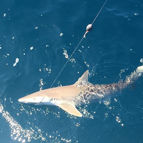 Great Lakes Salmon Fishing Charter in Milwaukee