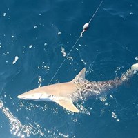 Great Lakes Salmon Fishing Charter in Milwaukee
