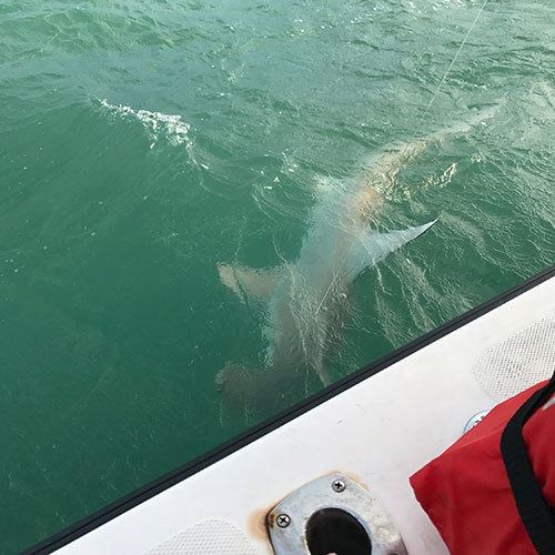 Salmon Caught on Crabby Salmon Fishing Charter